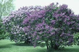 <p>Common Lilac</p>