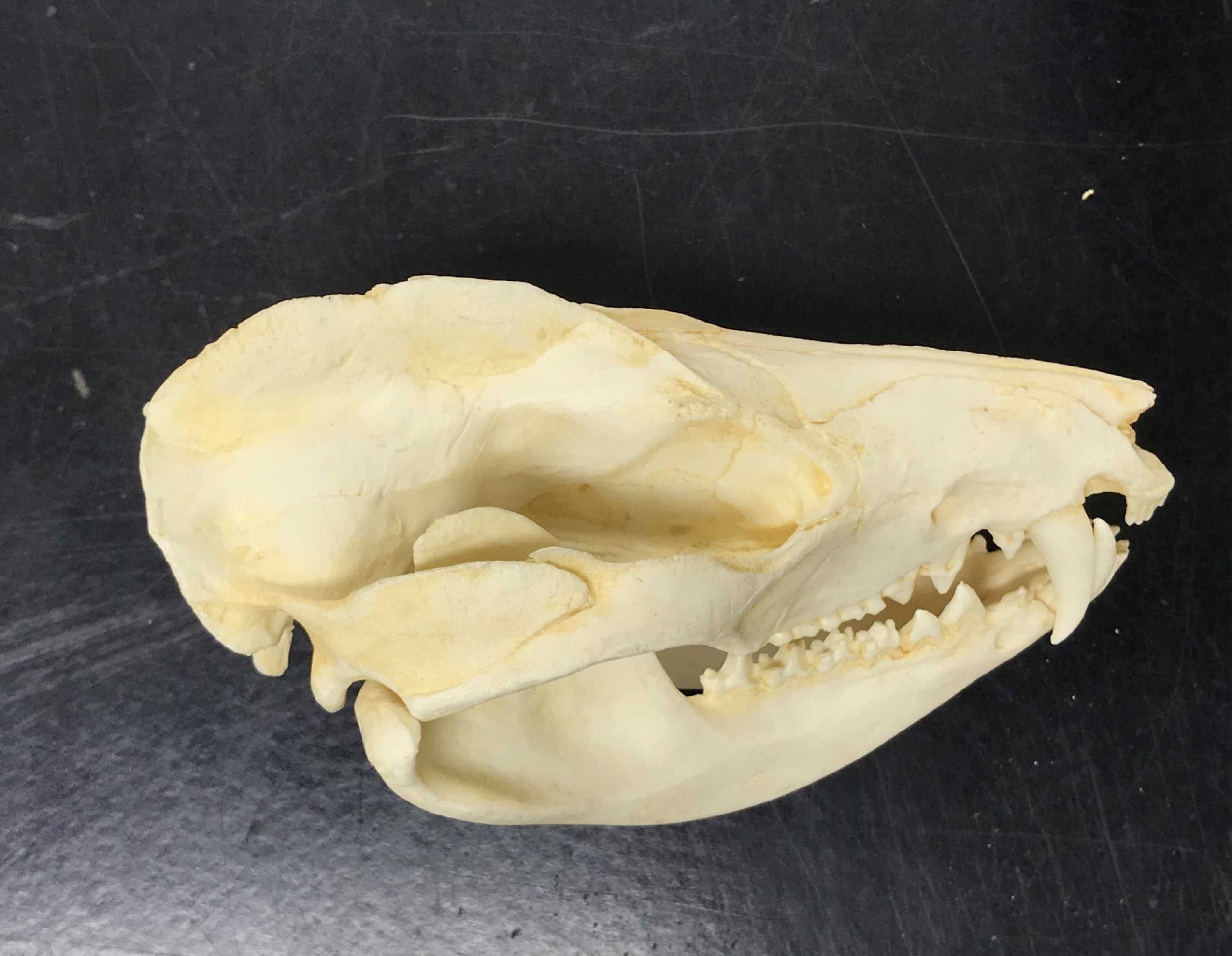 <p>What mammal does this skull belong to?</p>