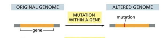 <p>we have genes in the genome --> and we can get a mutation in the gene.</p>