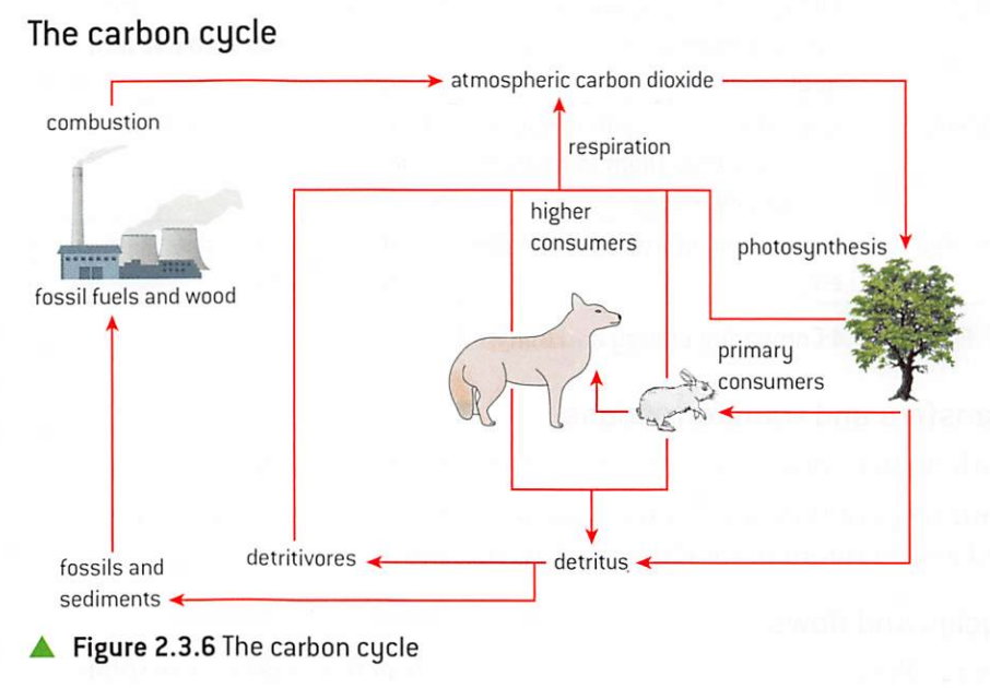 carbon circulates through living and non-living systems in the ecosphere