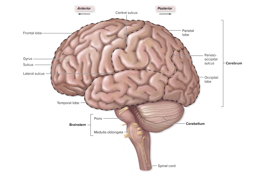 <p>Brainstem</p>