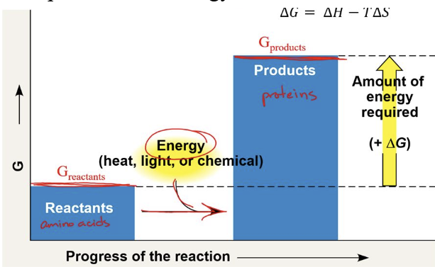 <ul><li><p>have a positive charge</p></li><li><p>energy of <em>products</em> is GREATER than energy of <em>reactants</em></p></li><li><p>not spontaneous &amp; needs energy to start the reaction</p></li></ul><p></p>