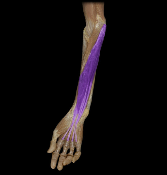 <p>deep to flexor carpi radialis and palmaris longus, flexes digits</p>