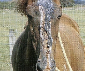 <p>seen with chronic hepatic dz:</p><p>-erythema and crusting of non-pigmented skin (accumulated phylloerythrin reacts with light)</p><p>-can be non-hepatic origin (via ingestion of plant toxins)</p>