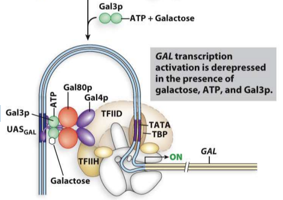 <p>Galactose binds to Gal3p which binds to ATP </p><ul><li><p>Activated Gal3p binds to Gal80p, causes a conformational change in Gal80p so it no longer blocks Gal4p from binding to RNA polymerase therefore transcription occurs</p></li></ul>