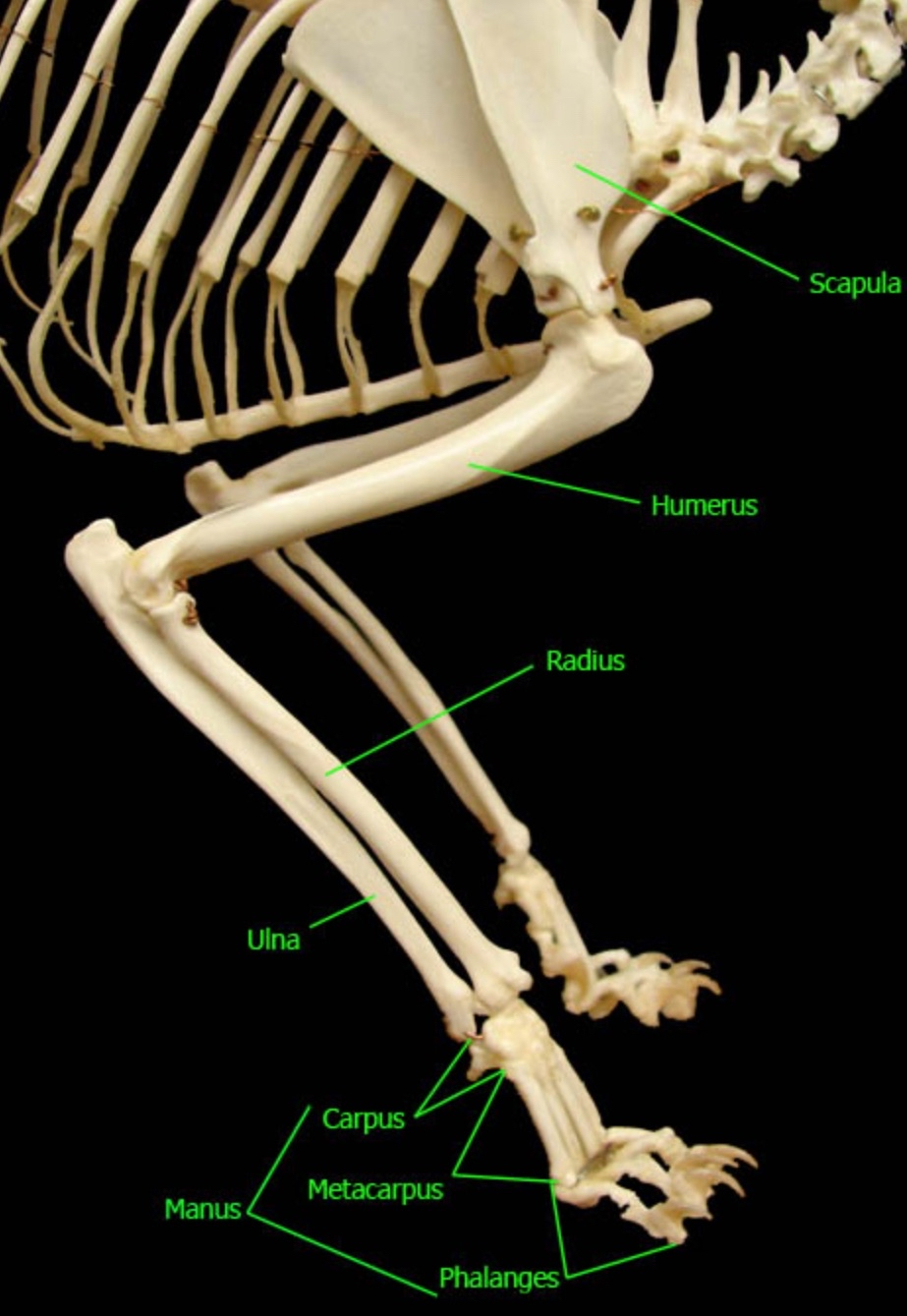 <ul><li><p><strong>Propodium</strong> = <strong>Humerus</strong> (similar across tetrapods and early fishes).</p></li><li><p><strong>Epipodium</strong> =</p><ul><li><p><strong>Radius</strong> (<u>preaxial</u>, thumb side MEDIAL)</p></li><li><p><strong>Ulna</strong> (<u>postaxial</u>, pinky side LATERAL).</p></li></ul></li></ul><p>radius and ulna r antiparallel</p>