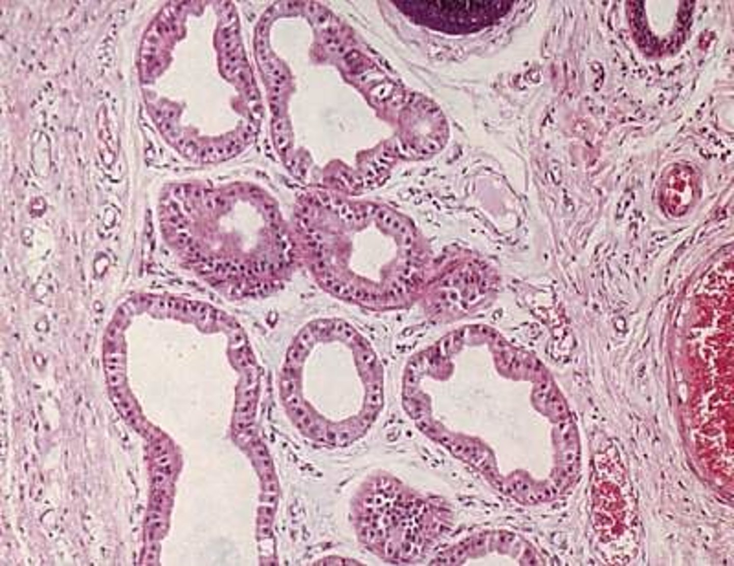 <p>Secrete milky protein that acts as a nutrient medium for the microorganisms found on the skin.</p>