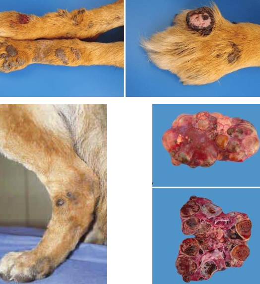 <p>german shepherds</p><p>-autosomal dominant inheritance (Birt-Hogg-Dube locus)</p><p>-may also have renal cysts, cystadenocarcinomas, uterine leiomyomas with mutation</p>