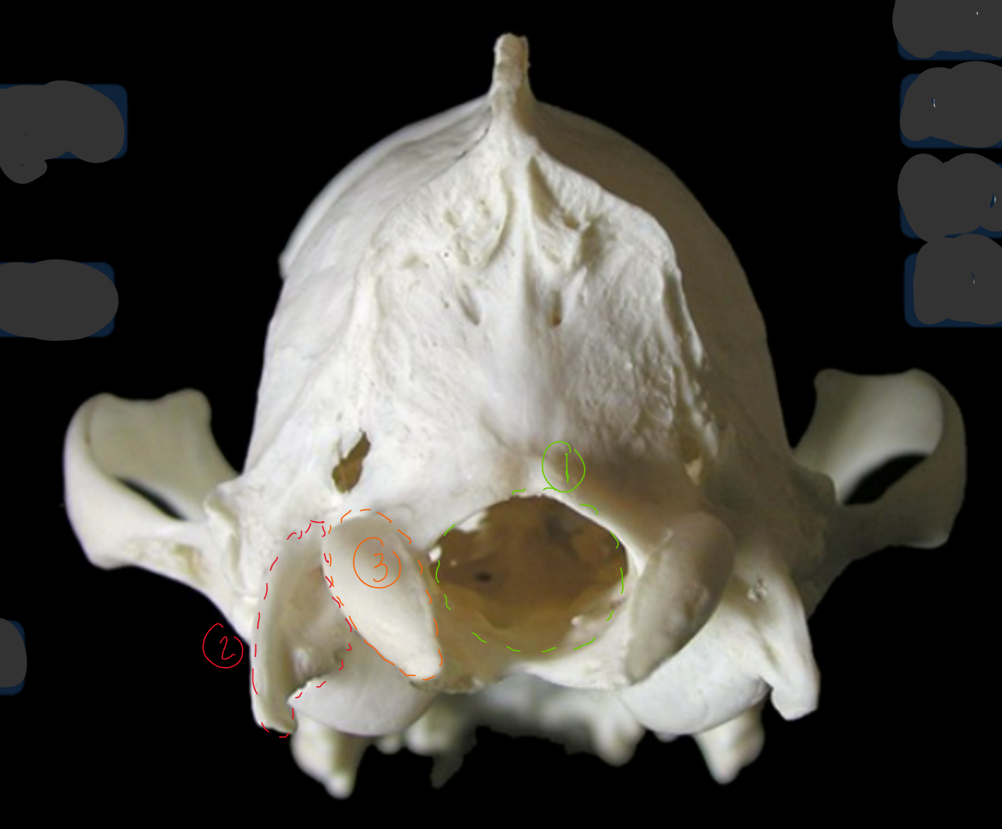 <p>label the bones from the caudal (back) view of the canine skull</p>