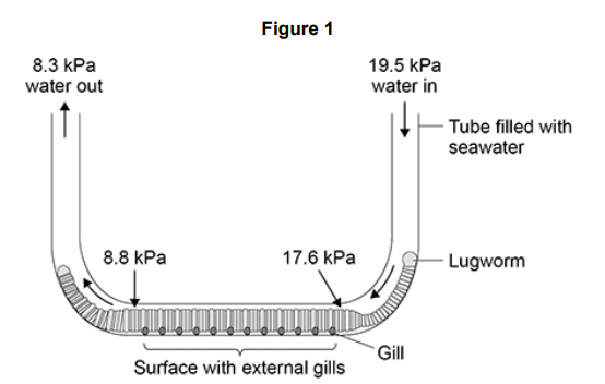 <p>Lugworms create tubes in the sand on seashores. The tubes are filled with seawater.</p><p>A scientist measured the partial pressure of dissolved oxygen (pO<sub>2</sub>) in seawater at different places in a tube with a lugworm inside.</p><p>Figure 1 shows her results.</p><p>The pO<sub>2</sub> of dissolved oxygen in lugworm blood is < 2.7 kPa Using the data in Figure 1, what can you conclude about the uptake of oxygen over the entire body of the lugworm? (4) </p>