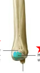 distal, lateral, round articulation
