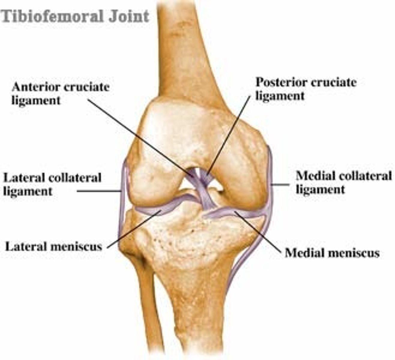 <p>- knee joint, complex condylar joint</p><p>- the point where the tibia meets with the femur</p>