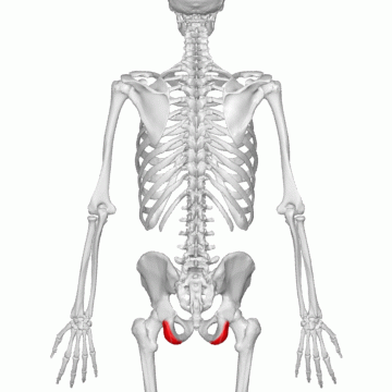 <p>Key Features: Bone you sit on</p><p>Memory Trick: Tushy </p>