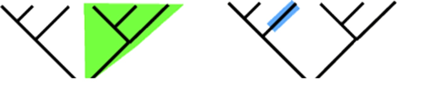 <p>Species that share a common ancestor as indicated by the possession of shared derived characters</p>