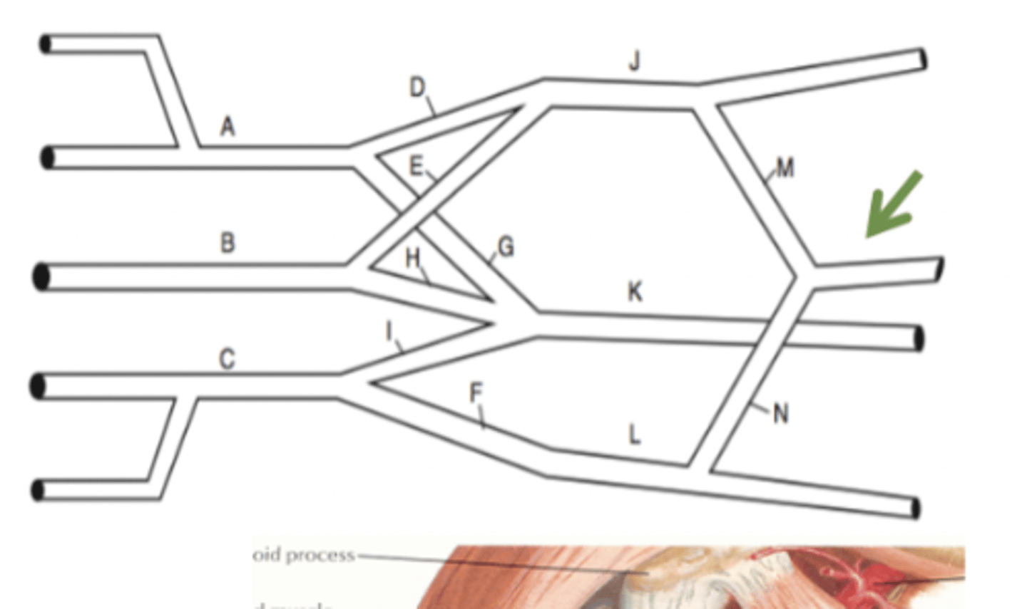 <p>lateral root and medial root of the median nerve.</p>