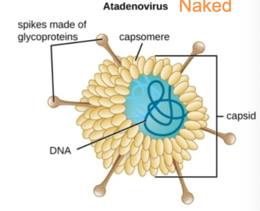 <p>Viral grouping: Naked Viruses</p>