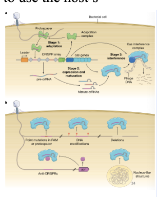 <ul><li><p>Mutation of PAM or protospacer </p></li><li><p>DNA modifications or deletions = not bound by Cas proteins </p></li><li><p>Production of Cas protein inhibitors (anti-CRISPRs - Acr) -> most interact with the Cas proteins to block activity </p></li><li><p>Jumbo/giant phage or phage-like viruses: create this nucleus-like structure so the anti-viral complex cannot get to it and they carry machinery so they do not need to use the host’s</p></li></ul><p></p>