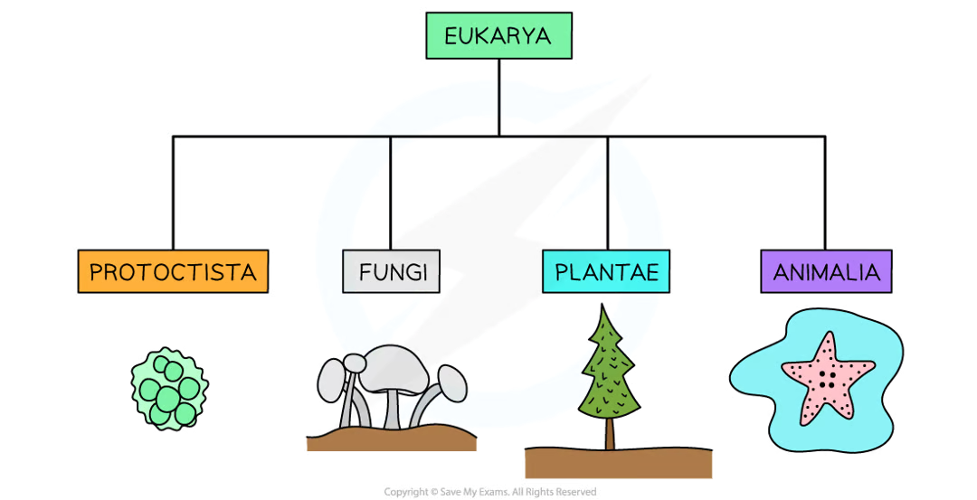 <p>have distinct char and features</p><ul><li><p>protoctista (protoctists)</p></li><li><p>fungi</p></li><li><p>plantae (plants)</p></li><li><p>animalia (animals)</p></li></ul><p></p>