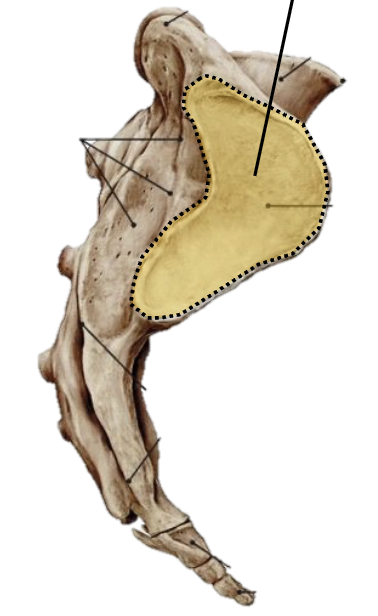 <p><span><span>an L-shaped, ear-shaped articular area located on the lateral surfaces of the upper three sacral vertebrae</span></span></p>