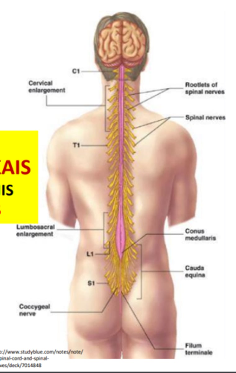 <p>❑No augstākiem līmeņiem descendējošā (eferentā) motoriskā informācija KONVERĢĒ uz muguras smadzeņu (MS) starpneironiem,</p><p>❑tie savukārt uz motoriskajiem neironiem - to aksoni veido «kopējo beigu ceļu»; šie neironi izraisa skeleta muskuļu saspringumu kustības un pozas nodrošināšanai.</p><p>➢Bet motoriskie neironi var saņemt uzbudinošas vai kavējošas ietekmes arī MS līmenī.</p>