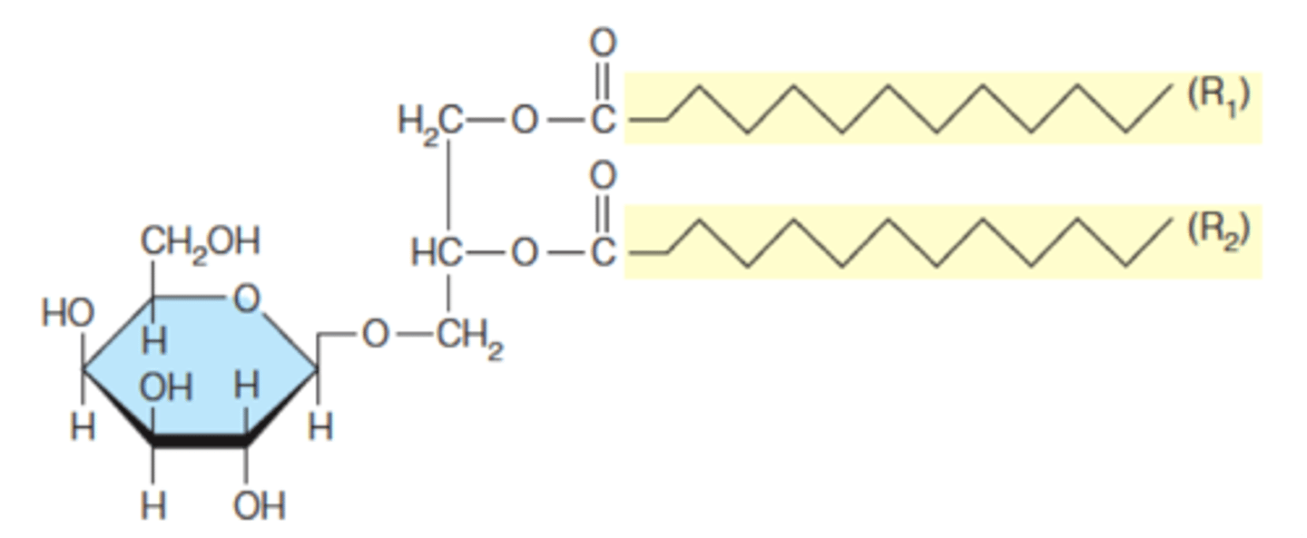 <p>glycerol based glycolipids that are more commnoly found in plants and bacteria</p>