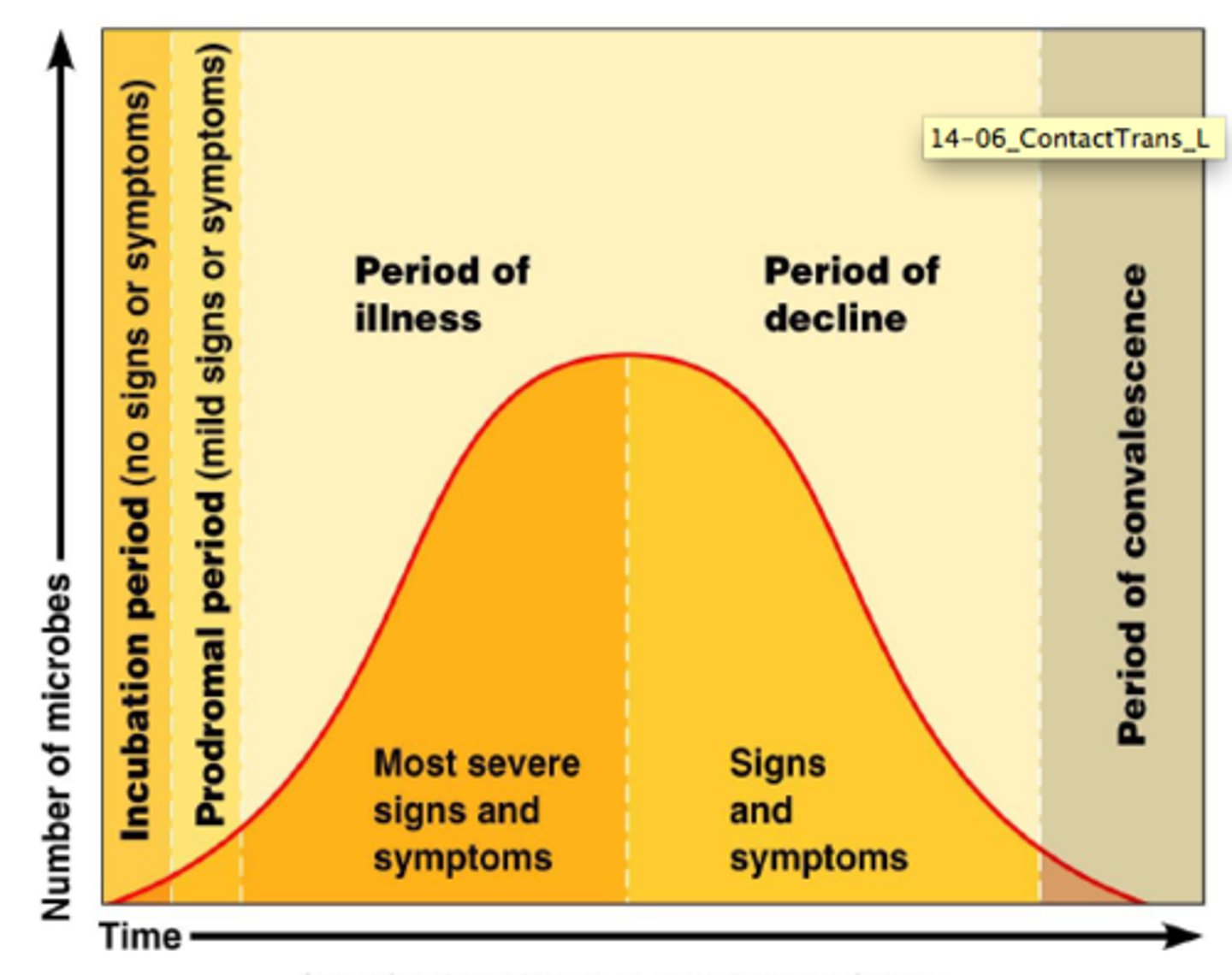 <p>incubation, prodromal, illness, convalescence</p>