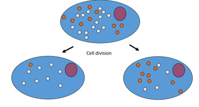 <p>No spindles are involved in the cytoplasm, so division is completely random and dependent on where different kinds of mitochondria are at the time of replication.</p><p></p><p>This results in differing degrees of heteroplasmy in offspring.</p>