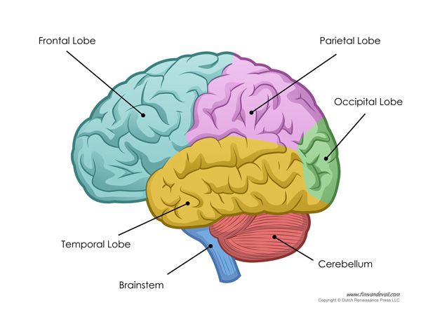 <p>Parts and Lobes of the Brain- Neuroscience</p>