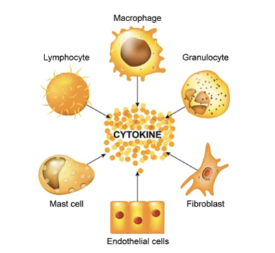 <ul><li><p>Chemical signals of immune system that trigger other immune cells to fight pathogen</p></li><li><p>Example: Histamine Increases blood flow to region, increasing immune cell presence and preventing spread of pathogen (triggers inflammatory response)</p></li></ul>