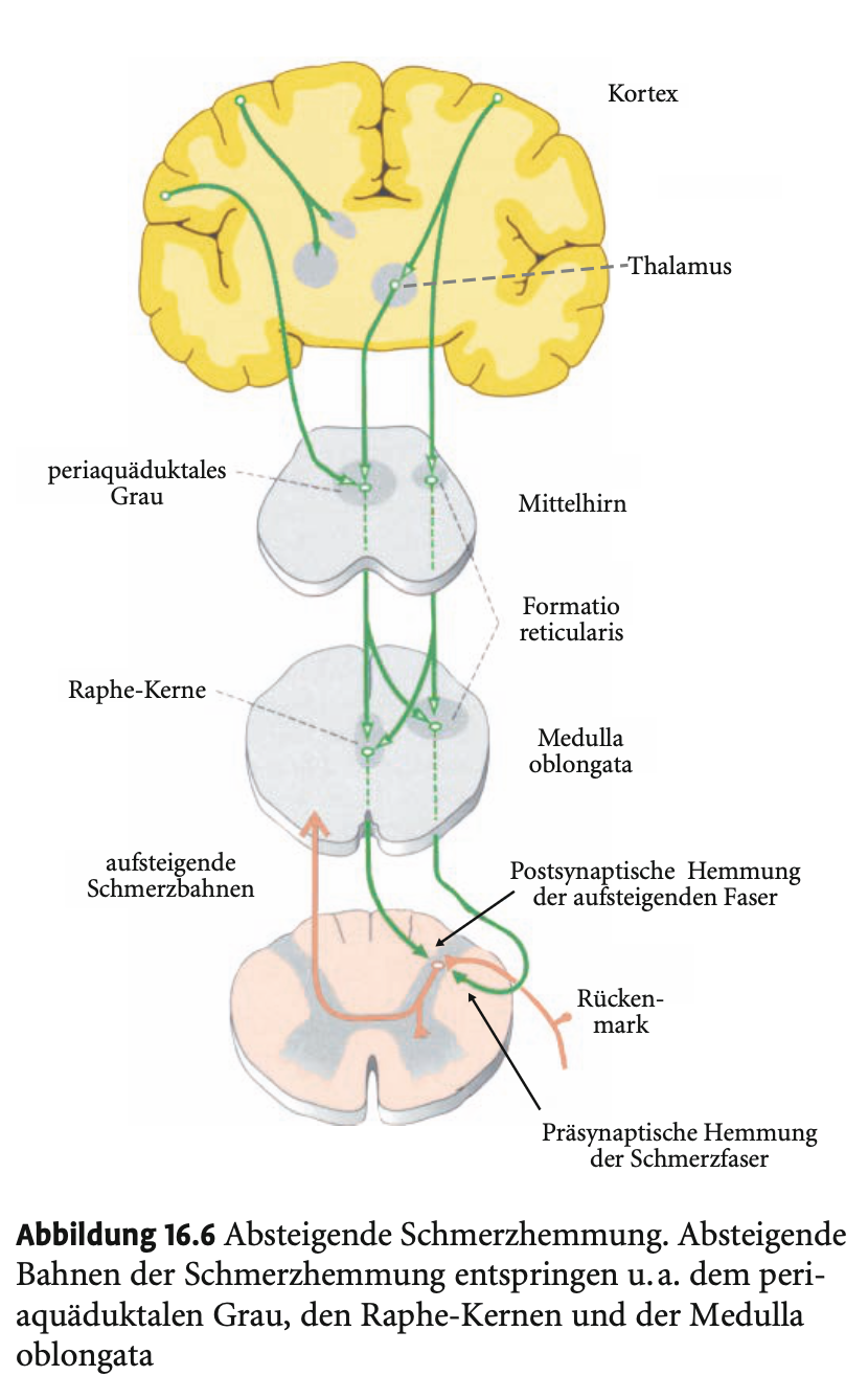 <p><span><strong>Endogene Schmerzhemmung (Opioidsystem)</strong></span></p><p>&nbsp;</p><ul><li><p><span>Hemmende Neuronen benutzen <strong>endogene Opioide</strong>:</span></p><ul><li><p><span><strong>β-Endorphin</strong></span></p></li><li><p><span><strong>Methionin- und Leucin-Enkephalin</strong></span></p></li><li><p><span><strong>Dynorphine</strong></span></p></li></ul></li><li><p><span><strong>Bildungsorte</strong>: v. a. <strong>Hypothalamus</strong>, <strong>Hypophyse</strong>, <strong>Nebennierenmark</strong>.</span></p></li><li><p><span><strong>Wirkung</strong>: Binden an <strong>Opioidrezeptoren</strong> → hemmen <strong>Neurotransmitterfreisetzung</strong> (v.a. <strong>Glutamat</strong>, <strong>Substanz P</strong>).</span></p></li></ul><p>&nbsp;</p><p>&nbsp;</p><p><span><strong>Sitz der hemmenden Neuronen:</strong></span></p><p>&nbsp;</p><ul><li><p><span><strong>Rückenmark</strong></span></p></li><li><p><span><strong>Periaquäduktales Grau</strong></span></p></li><li><p><span><strong>Nucleus raphe magnus</strong></span></p></li><li><p><span><strong>Locus subcoeruleus</strong></span></p></li><li><p><span>→ Über diese Bahnen wird der Schmerz <strong>direkt oder über Interneurone gehemmt</strong>.</span></p></li><li><p><span><strong>Transmitter</strong>: v. a. <strong>Serotonin</strong> und <strong>Noradrenalin</strong>, die <strong>Opioidfreisetzung</strong> anregen → präsynaptische Hemmung.</span></p></li></ul><p></p>