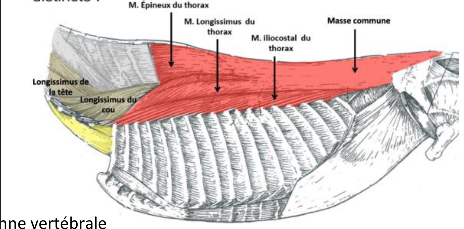 <p>Muscles épiaxiaux recouvrent les arcs vertébraux → extension de la colonne vertébrale</p><p>➔ Plan superficiel :</p><p>- Muscle épineux du thorax</p><p>- Muscle longissimus du thorax</p><p>- Muscle iliocostal</p><p>➔ Plan profond :</p><p>- Muscles interépineux</p><p>- Muscles transversaires courts et longs</p><p>- Muscles transversaires-épineux</p><p>- Muscles épineux-transversaires</p>