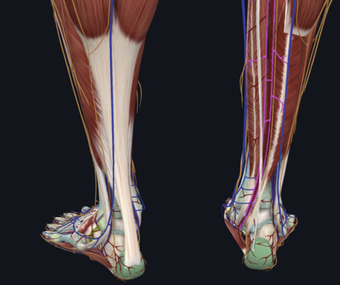 <p>vein</p>