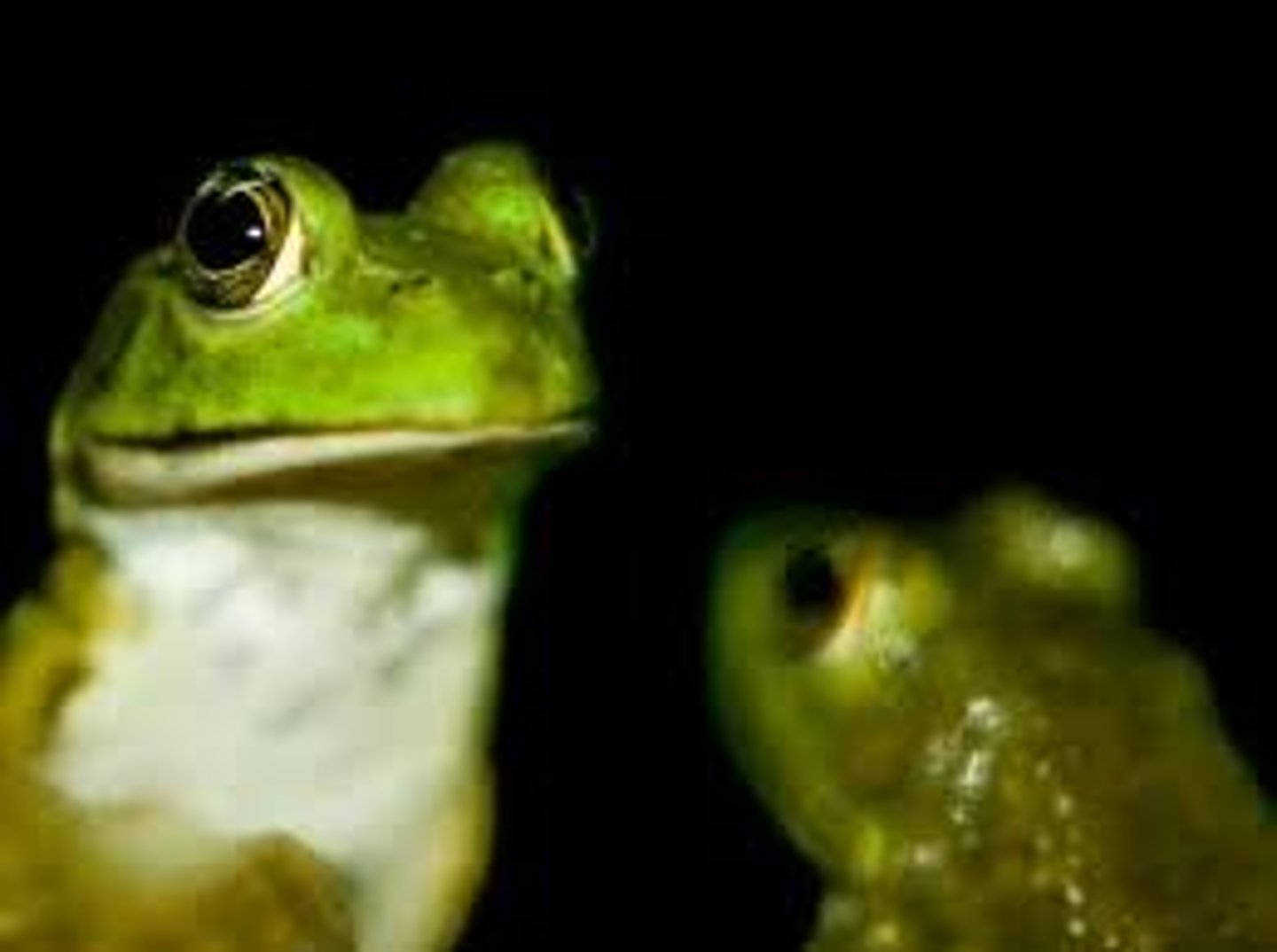 <p>group of individuals of the same species that live in the same area</p>