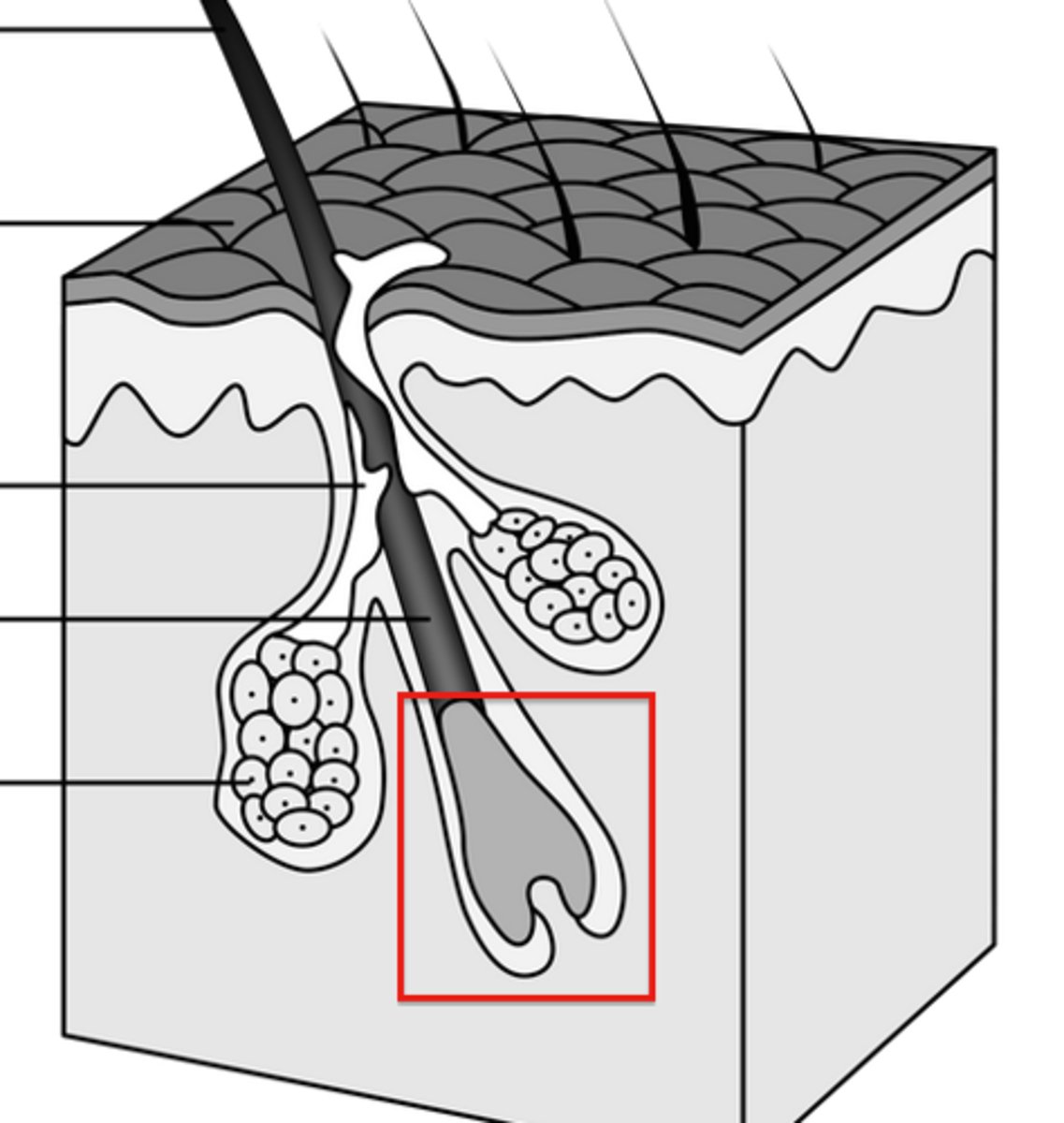 <p>Hair bulb</p>