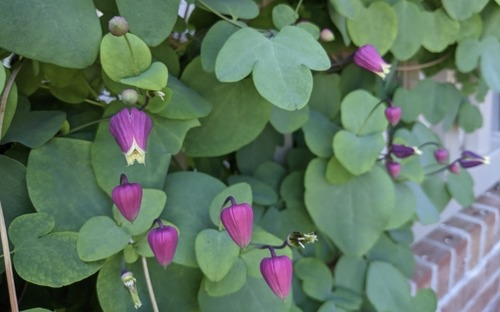 <p>Addison&apos;s Leather Flower [Ranunculaceae]</p>