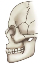 <p>normal occlusion </p>