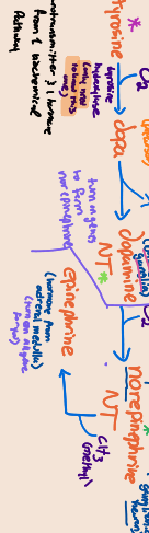 amino acid derived first messengers