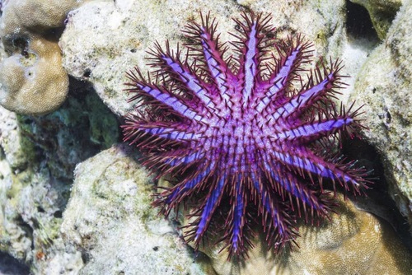 <p>Predator causing significant coral mortality.</p>