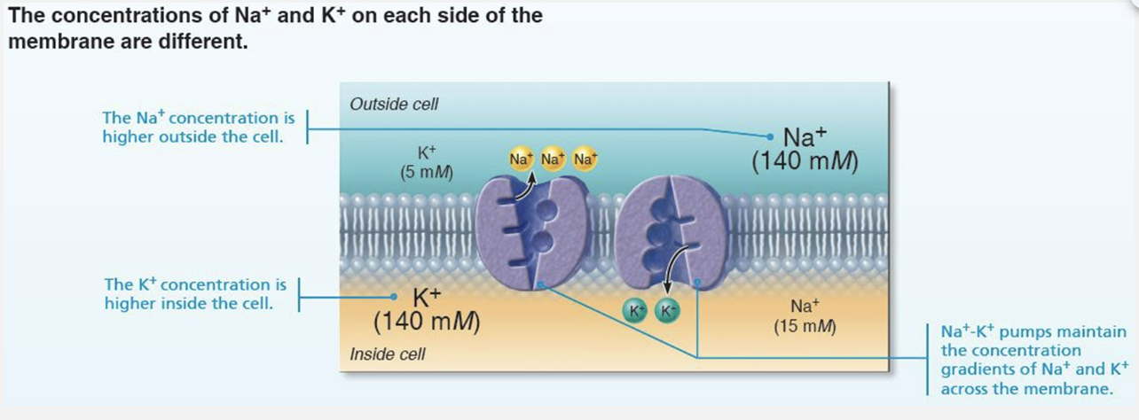 <p><code>Generating the resting membrane potential </code></p><ul><li><p><span style="color: blue"><strong>ECF</strong></span> has <strong>HIGHER</strong> concentration of <span style="color: blue"><strong>Na+ </strong></span>than ICF </p><ul><li><p>Balanced chiefly by chloride ions (Cl-) </p></li></ul></li><li><p><span style="color: red"><strong>ICF</strong></span> has <strong>HIGHER</strong> concentration of <span style="color: red"><strong>K+ </strong></span>than ECF </p><ul><li><p>Balanced by negatively charged proteins</p></li></ul></li><li><p><strong><em>K+ plays most important role in membrane potential </em></strong></p></li></ul><p></p>