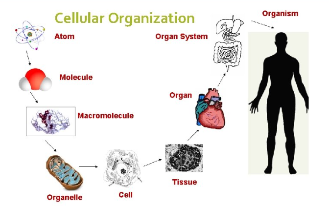 <p><span><span>Levels of Organization</span></span></p>