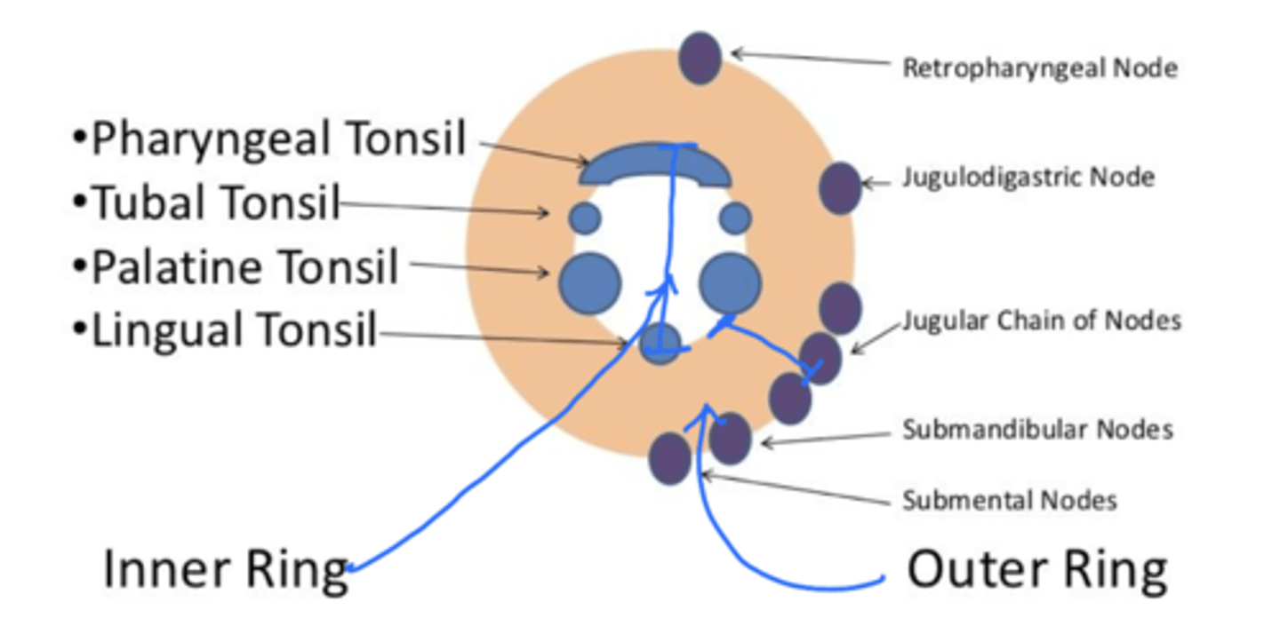 <p>An interrupted circle of protective lymphoid tissue in the oral cavity </p><p>outer ring: cervical lymph nodes</p><p>inner ring: palatine tonsils, lingual tonsils, pharyngeal tonsils, and tubal tonsils</p>