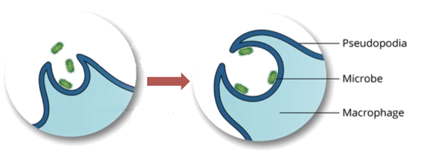 <p>the pathogen becomes attached to the membrane evaginations called pseudopodia</p><p></p>