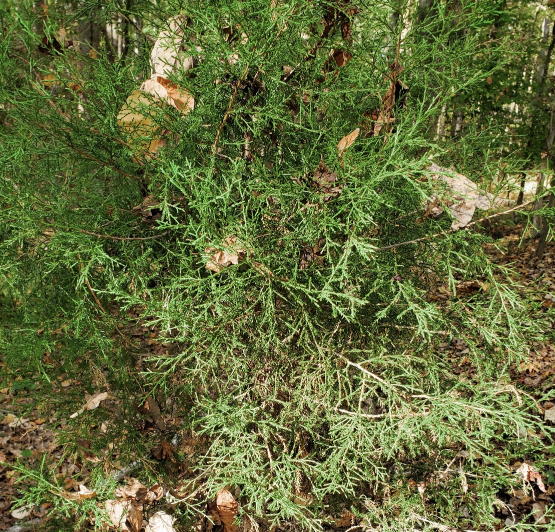 <p>eastern red cedar </p>