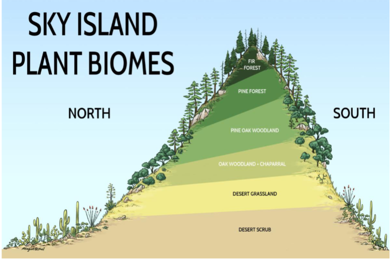 <p>islands separated by desert instead of water</p><p>often at a much higher elevation than the deserts</p><p>some organisms can live in the pine/fir forests, but not in the desert</p><p>one possible way for organisms to get from one sky island to another is via dispersal (e.g. birds flying from island to island)</p><p>estimations can be made about what the biome used to look like; sky islands used to connect with more pine forest</p>
