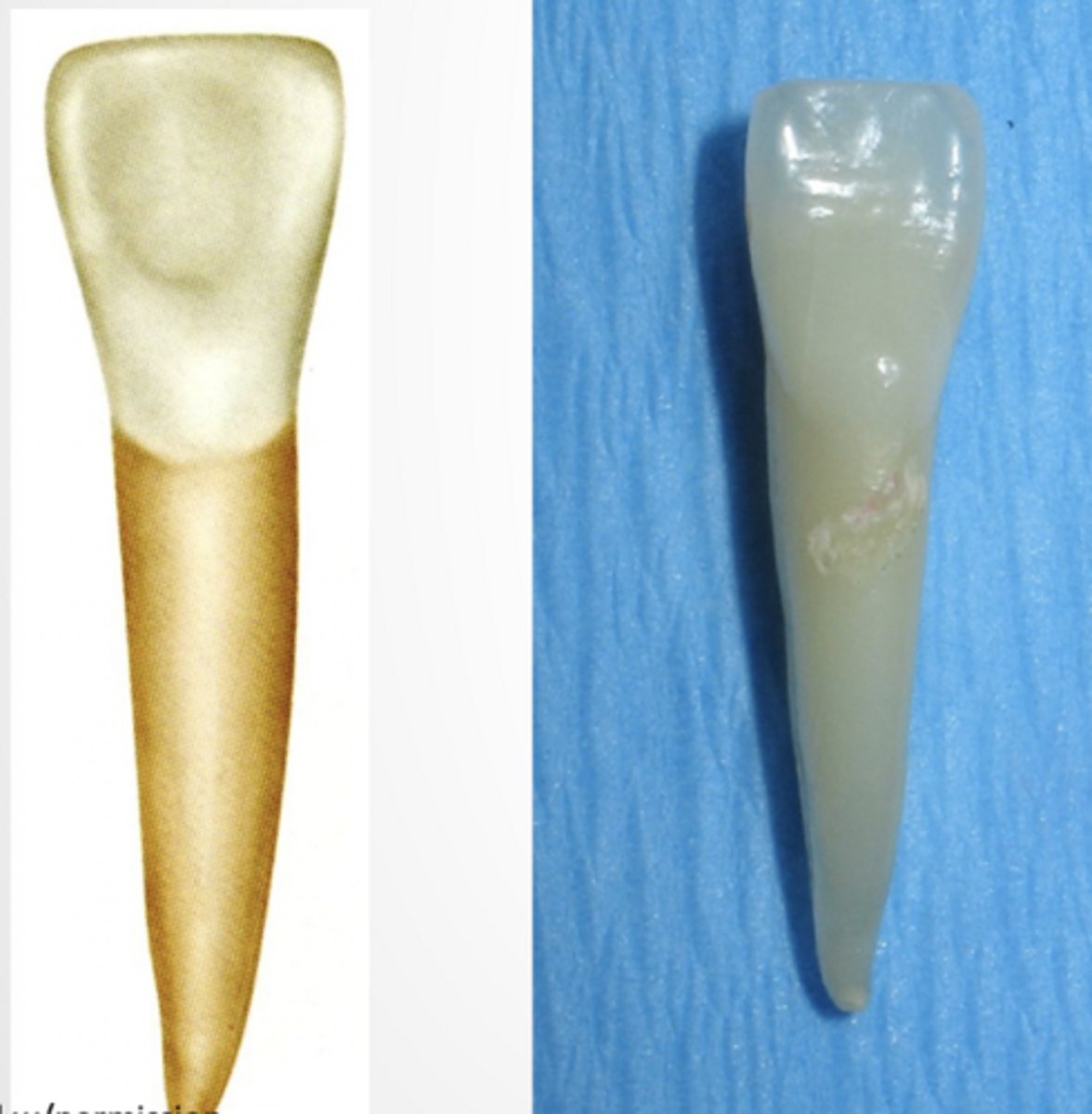 <p>Similar to mand. cen. incisor except differenced noted in facial view</p>