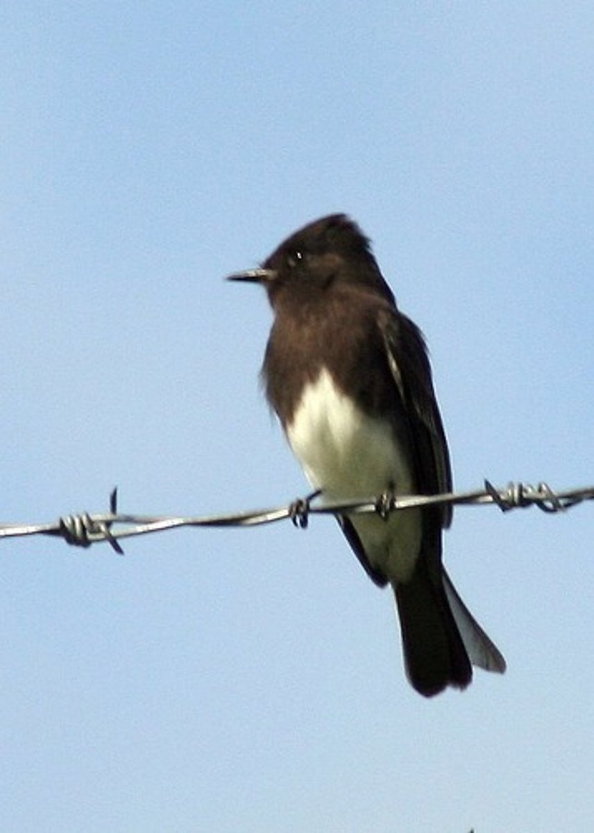 <p>DIET</p><p>- Carnivorous (meat eater)</p><p>- prey is taken on the win by sallying out of the perch in short flights out and back</p><p>---------------------------</p><p>BEAK</p><p>- straight</p><p>- thin</p><p>---------------------------</p><p>FOOT MORPHOLOGY</p><p>- Anisodactyl</p>