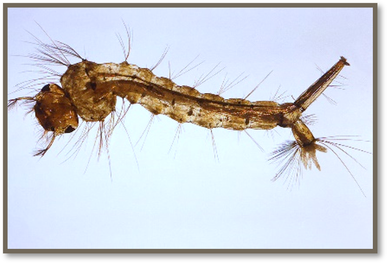 <p>Mosquito larva</p>