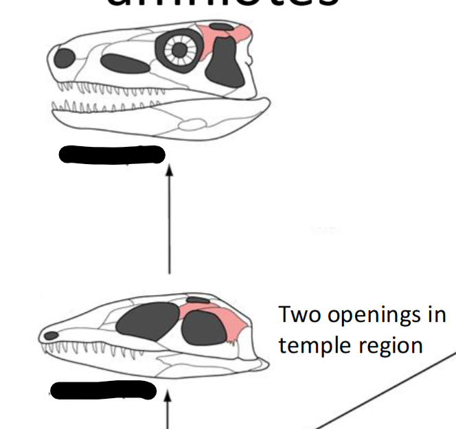<p>2 pairs of temporal fenestrae</p>