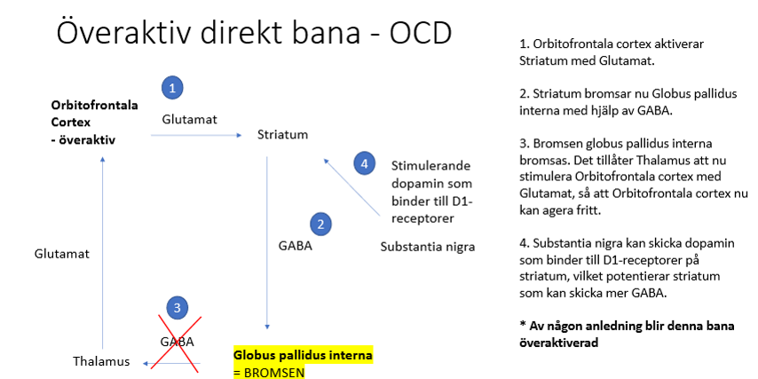 <p><strong>Förloppet för OCD är följande;</strong></p><ol><li><p>Trigger (lämna hemmet)</p></li><li><p>Tvångstanke (tänk om dörren är olåst)</p></li><li><p>Ångest</p></li><li><p>Tvångshandling (kontrollerar att dörren är låst)</p></li></ol><p></p><p><strong>För diagnos krävs något av följande; </strong></p><ul><li><p>Nedsatt funktion</p></li><li><p>Stort lidande </p></li><li><p>Tidskrävande (mer än 1 h per dag).</p></li></ul><p></p><p><strong>Vanliga teman för tvång:</strong></p><ul><li><p>Rädsla att skadas eller skada andra</p></li><li><p>Kontamination</p></li><li><p>Ofullständighet/symmetri (det känns inte bra att saker är ordnade på ett viss sätt,, ex assymetri,,)</p></li><li><p>Oacceptabla tankar (ofta krig, våld, sex eller religion), (går inte ihop med individens värderingar)</p></li></ul><p></p><p><strong>Patofysiologin: </strong></p><p>Vid OCD finns en överaktivitet i den direkta banan som slutar i <strong>orbitofrontala prefrontalcortex</strong>. Överaktiviteten skulle göra att tvångstankar som relaterar till fara lättare uppstår → vi genomför tvångstanken för att eliminera fara.</p><p></p><p>Riskfaktorer:</p><ul><li><p>Perinatala komplikationer</p></li><li><p>Kriser och trauma</p></li><li><p>Skiften i reproduktionscykeln: menarche, graviditet, postpartum eller menopause</p></li></ul><p></p>