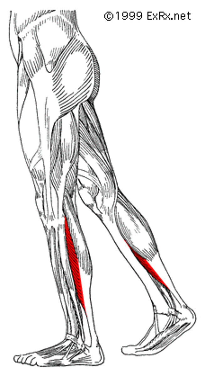 <p>plantar flexes foot</p>